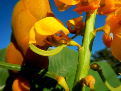 Senna alata  or  Cassia alata L. Akapulko, ringworm bush, Cassia alata, Gelenggang, Leguminosa “bayabas-bayabasan” and “ringworm bush” in Paddy fields, grasslands, trees and Philippine Duck (Anas luzo