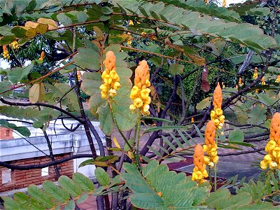 unidentified plant in Thailand