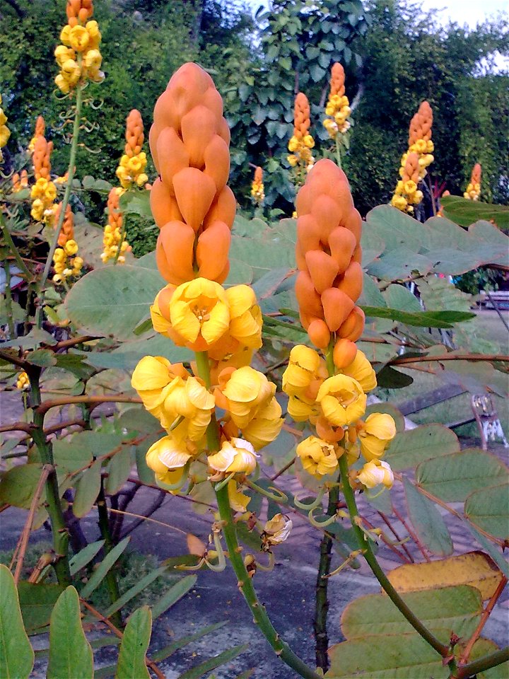unidentified plant in Thailand