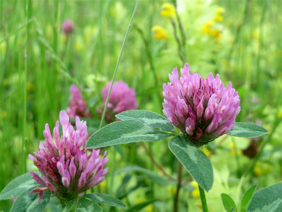 Wiesenklee (Trifolium pratense) in den Horststückern im Landschaftsschutzgebiet Hockenheimer Rheinbogen