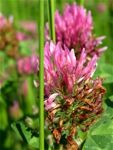 Wiesenklee (Trifolium pratense) in den Horststückern im Landschaftsschutzgebiet Hockenheimer Rheinbogen