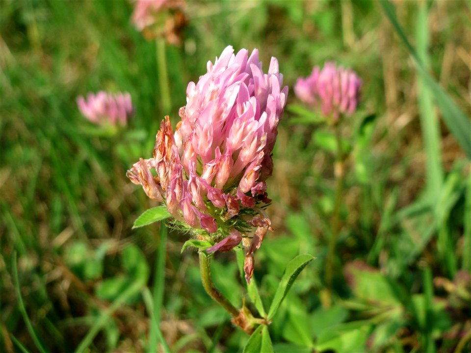 Wiesen-Klee (Trifolium pratense) am Schalkenmehrener Maar