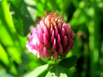 Wiesen-Klee (Trifolium pratense) am Neckarufer in Heidelberg-Neuenheim