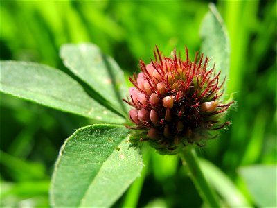 Wiesen-Klee (Trifolium pratense) am Neckarufer in Heidelberg-Neuenheim