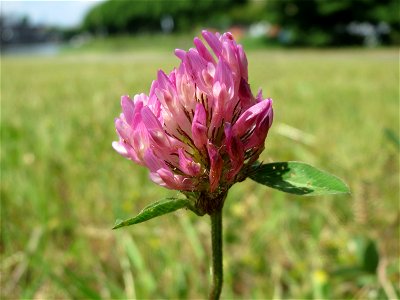 Wiesen-Klee (Trifolium pratense) an der Saar in Saarbrücken
