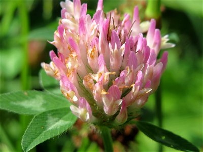 Wiesen-Klee (Trifolium pratense) an der Saar in Saarbrücken