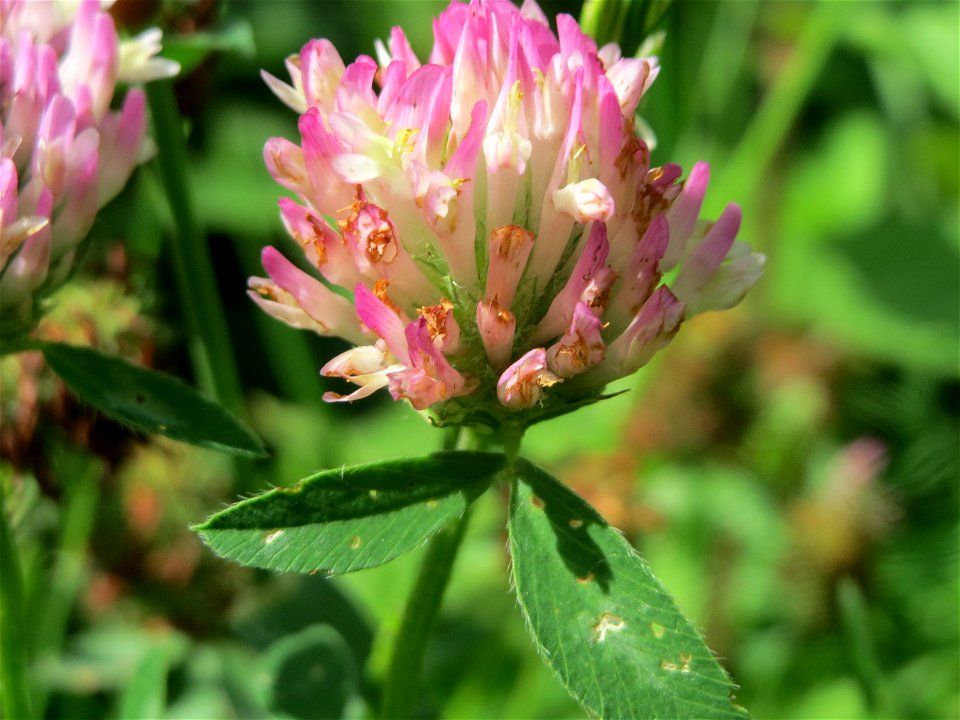 Wiesen-Klee (Trifolium pratense) an der Saar in Saarbrücken