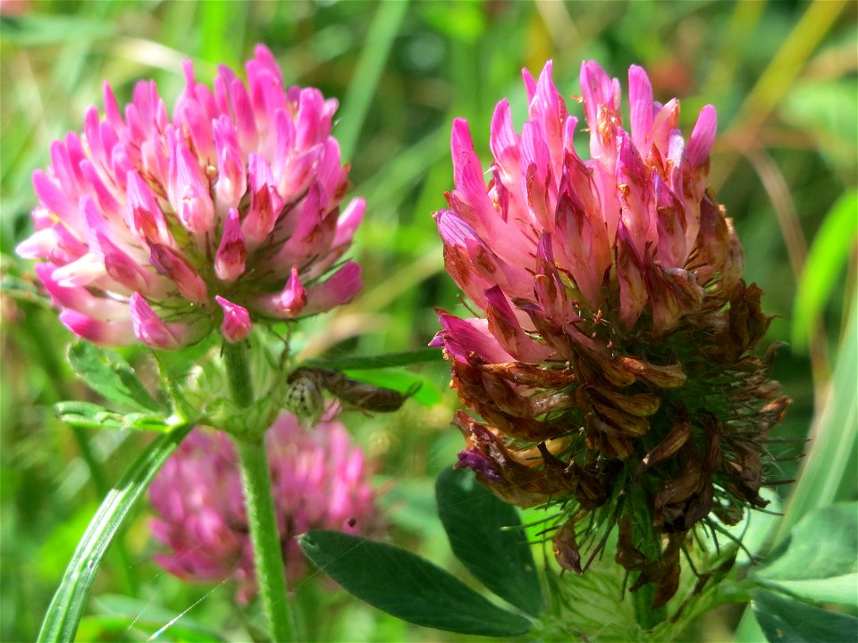 Wiesen-Klee (Trifolium pratense) an der Saar in Saarbrücken