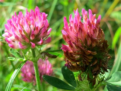 Wiesen-Klee (Trifolium pratense) an der Saar in Saarbrücken