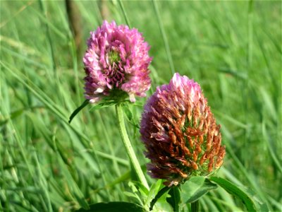 Wiesenklee (Trifolium pratense) in Hockenheim
