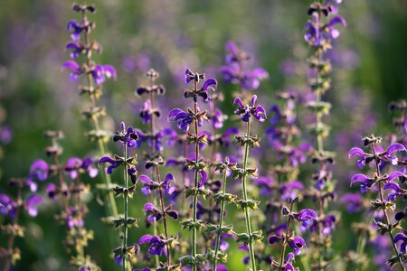 Blue violet green