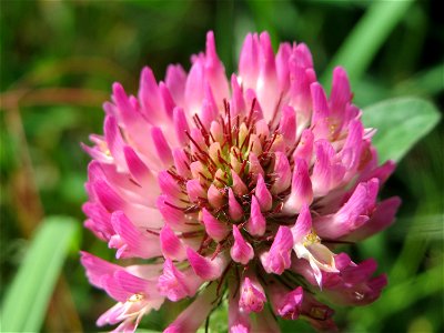 Wiesen-Klee (Trifolium pratense) an der Saar in Saarbrücken