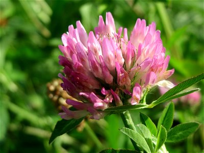 Wiesenklee (Trifolium pratense) in Hockenheim