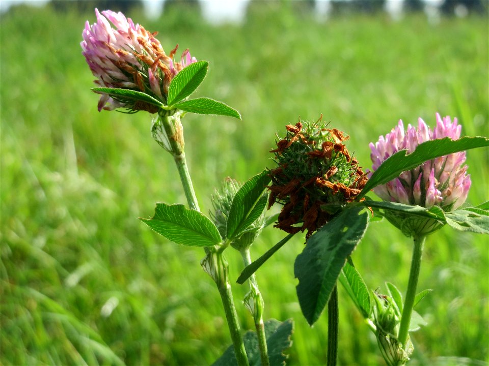 Wiesenklee (Trifolium pratense) in Hockenheim