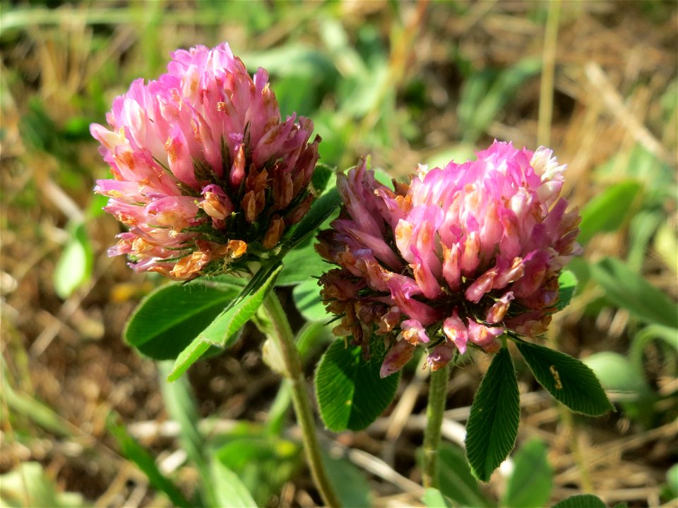 Wiesenklee (Trifolium pratense) in Bruchmühlbach-Miesau