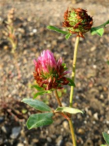 Wiesenklee (Trifolium pratense) auf einer Ruderalfläche am Messplatz Hockenheim