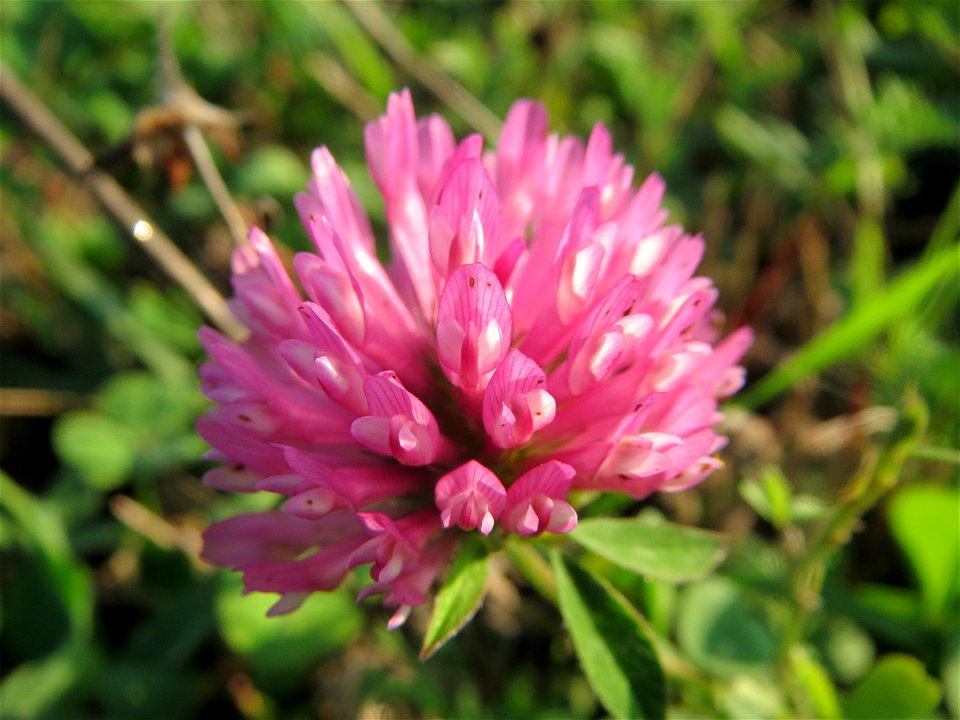 Wiesen-Klee (Trifolium pratense) bei Reilingen