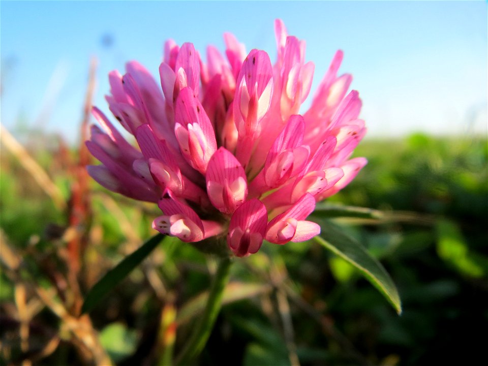 Wiesen-Klee (Trifolium pratense) bei Reilingen