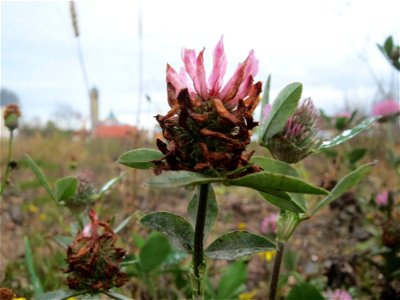 Wiesenklee (Trifolium pratense) auf einer Ruderalfläche am Messplatz Hockenheim
