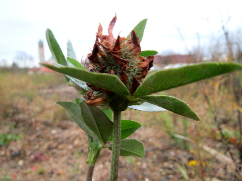 Wiesenklee (Trifolium pratense) auf einer Ruderalfläche am Messplatz Hockenheim