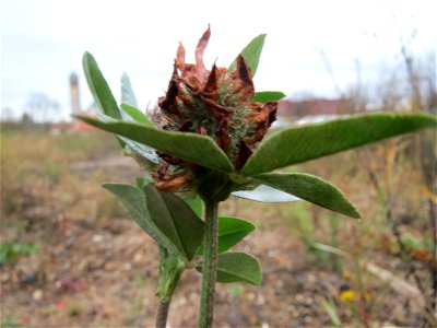 Wiesenklee (Trifolium pratense) auf einer Ruderalfläche am Messplatz Hockenheim