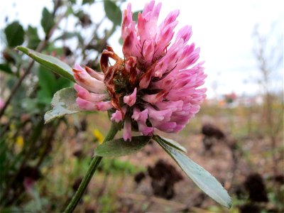 Wiesenklee (Trifolium pratense) auf einer Ruderalfläche am Messplatz Hockenheim