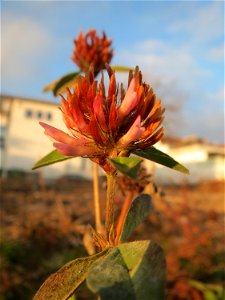 Wiesenklee (Trifolium pratense) auf einer Ruderalfläche am Messplatz Hockenheim
