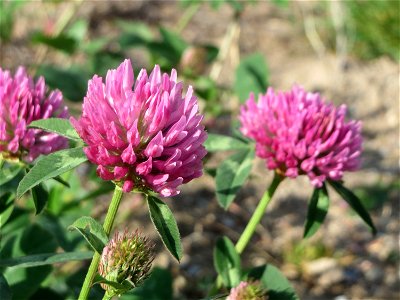 Wiesenklee (Trifolium pratense) auf einer Brachfläche am Messplatz in Hockenheim