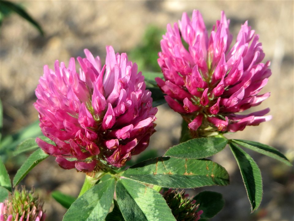 Wiesenklee (Trifolium pratense) auf einer Brachfläche am Messplatz in Hockenheim