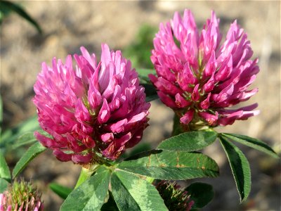Wiesenklee (Trifolium pratense) auf einer Brachfläche am Messplatz in Hockenheim