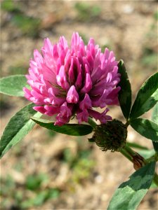 Wiesenklee (Trifolium pratense) auf einer Brachfläche am Messplatz in Hockenheim