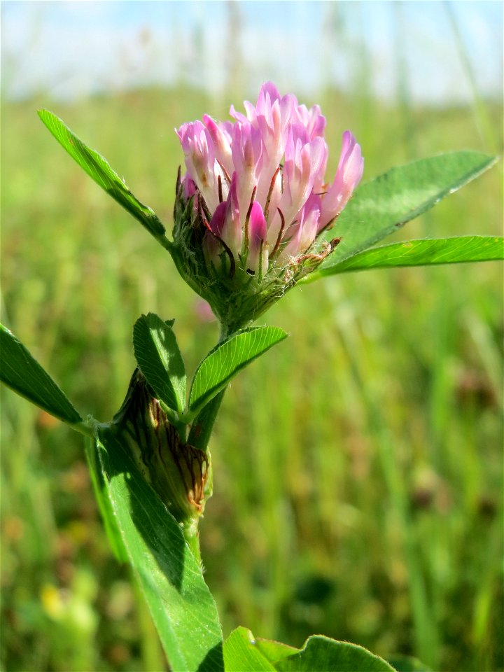 Wiesenklee (Trifolium pratense) auf einer Wiese in den Horststückern im Landschaftsschutzgebiet „Hockenheimer Rheinbogen“