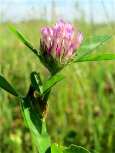 Wiesenklee (Trifolium pratense) auf einer Wiese in den Horststückern im Landschaftsschutzgebiet „Hockenheimer Rheinbogen“