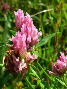 Wiesenklee (Trifolium pratense) auf einer Wiese in den Horststückern im Landschaftsschutzgebiet „Hockenheimer Rheinbogen“