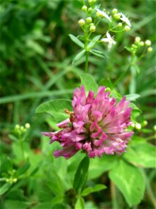 Wiesenklee (Trifolium pratense) auf einer Wiese zum Schutz der Haubenlerche am Stadtrand von Hockenheim