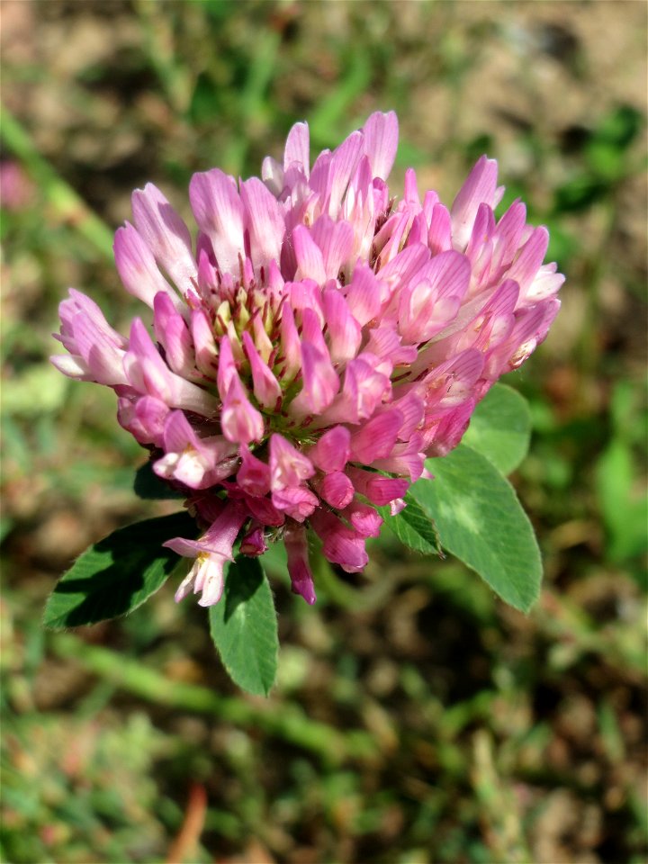 Wiesenklee (Trifolium pratense) auf einer Wiese zum Schutz der Haubenlerche beim Dänischen Lager bei Hockenheim