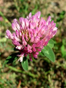 Wiesenklee (Trifolium pratense) auf einer Wiese zum Schutz der Haubenlerche beim Dänischen Lager bei Hockenheim
