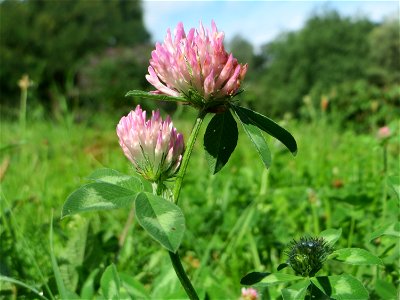 Wiesenklee (Trifolium pratense) im Bürgerpark Saarbrücken