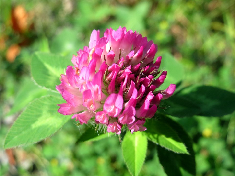 Wiesenklee (Trifolium pratense) in der Schwetzinger Hardt