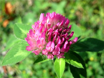 Wiesenklee (Trifolium pratense) in der Schwetzinger Hardt