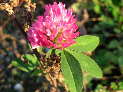 Wiesenklee (Trifolium pratense) auf einer Brachfläche am Messplatz in Hockenheim
