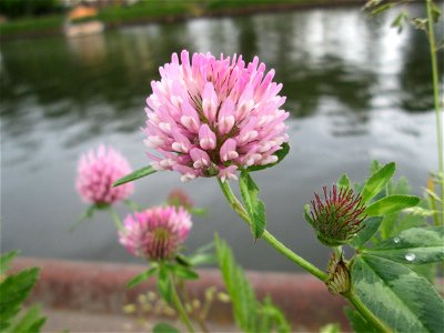 Wiesen-Klee (Trifolium pratense) neben der A620 an der Saar in Alt-Saarbrücken
