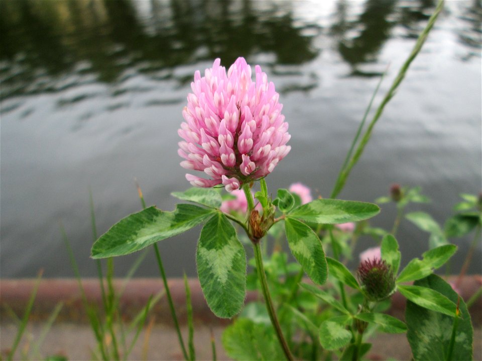 Wiesen-Klee (Trifolium pratense) neben der A620 an der Saar in Alt-Saarbrücken