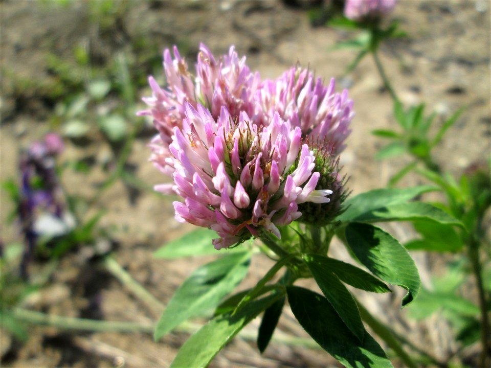 Wiesenklee (Trifolium pratense) auf einem Sandplatz in Hockenheim