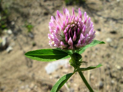 Wiesenklee (Trifolium pratense) auf einem Sandplatz in Hockenheim