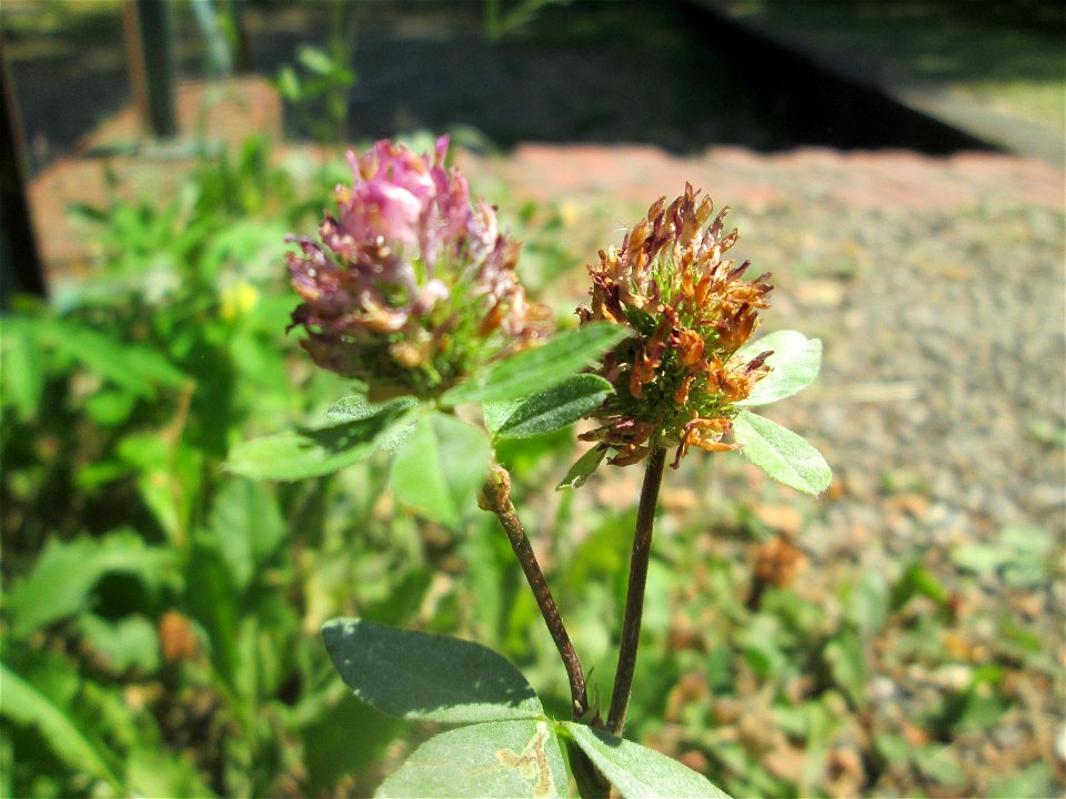Wiesenklee (Trifolium pratense) im Bürgerpark Saarbrücken