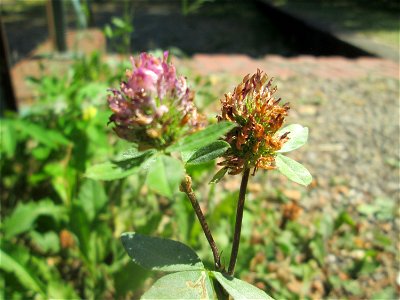 Wiesenklee (Trifolium pratense) im Bürgerpark Saarbrücken