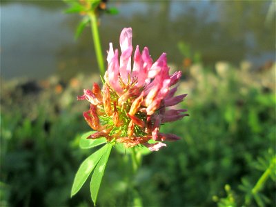 Wiesenklee (Trifolium pratense) am Zähringer Kanal in Schwetzingen