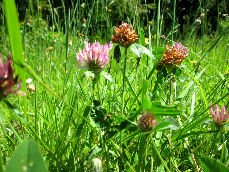 Wiesen-Klee (Trifolium pratense) am Friedhof St. Johann in Saarbrücken