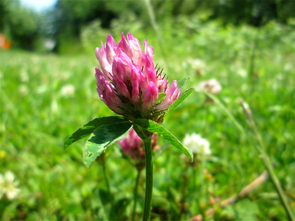 Wiesen-Klee (Trifolium pratense) an der Saar in Saarbrücken